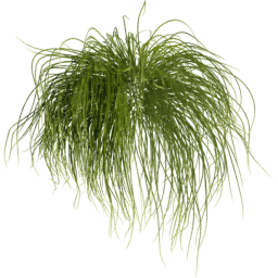 Carex pensylvanica B spring