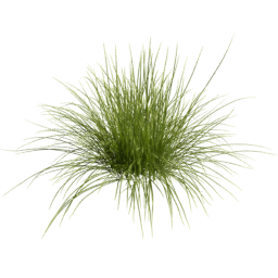 Carex pensylvanica C spring