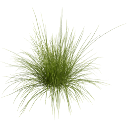 Carex pensylvanica D spring