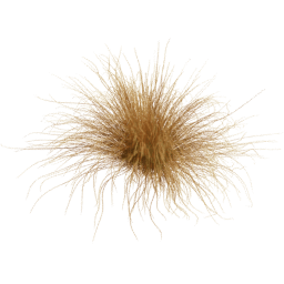 Carex testacea A spring
