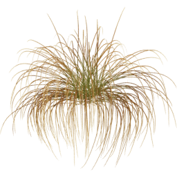 Carex testacea C spring