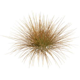 Carex testacea D spring