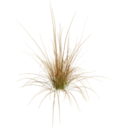 Carex testacea F spring