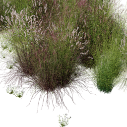 Cenchrus Panicum mix B spring