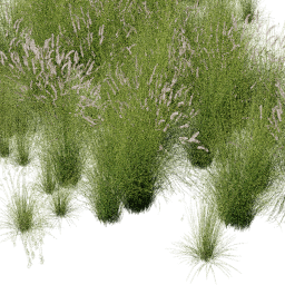 Cenchrus Panicum mix C spring
