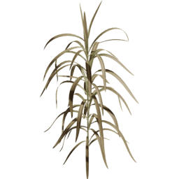 Cenchrus purpureus B autumn