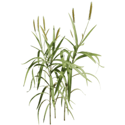 Cenchrus purpureus D spring summer