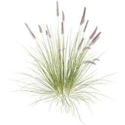 Cenchrus setaceus A spring