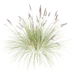 Cenchrus setaceus B spring