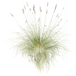 Cenchrus setaceus C spring
