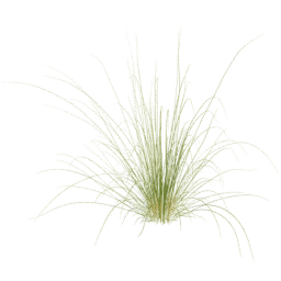 Cenchrus setaceus E spring