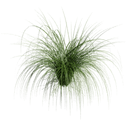 Cortaderia selloana D spring summer