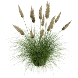 Cortaderia selloana G spring summer