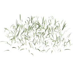 Cut Striped Lolium perenne A spring summer