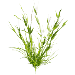 Digitaria sanguinalis A spring