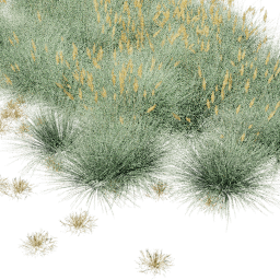 Festuca B spring