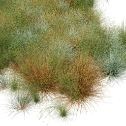 Festuca Bromus mix B spring