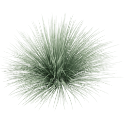 Festuca glauca B spring