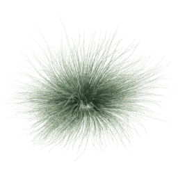 Festuca glauca C spring