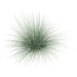 Festuca glauca D spring