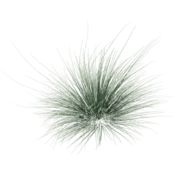 Festuca glauca E spring