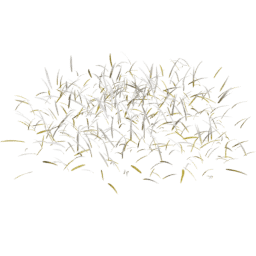 Frosted Dry Lolium perenne A autumn winter