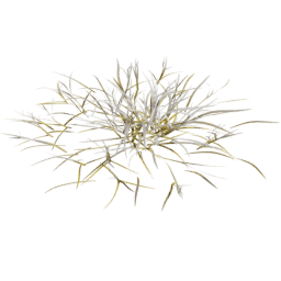 Frosted Lolium perenne D autumn winter