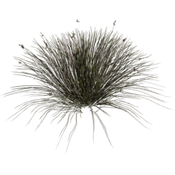 Juncus acutus C spring summer autumn