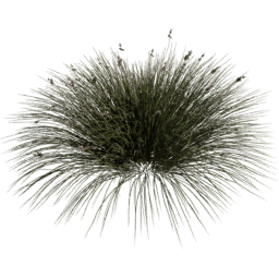 Juncus acutus D spring summer autumn