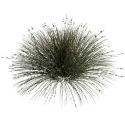 Juncus acutus E spring summer autumn