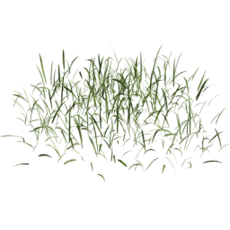 Lolium perenne A spring summer