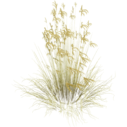 Miscanthus sinensis B spring