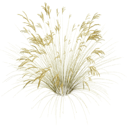 Miscanthus sinensis C spring