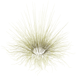Miscanthus sinensis D spring