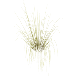 Miscanthus sinensis F spring