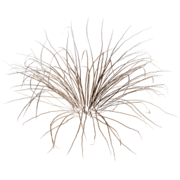 Muhlenbergia rigens B winter