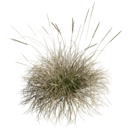Muhlenbergia rigens C spring summer autumn