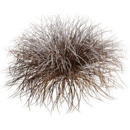 Muhlenbergia rigens C winter