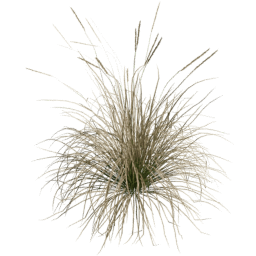 Muhlenbergia rigens F spring summer autumn