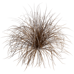 Muhlenbergia rigens F winter