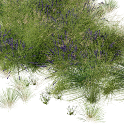 Panicum Levandula mix B spring