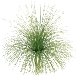 Panicum virgatum A spring
