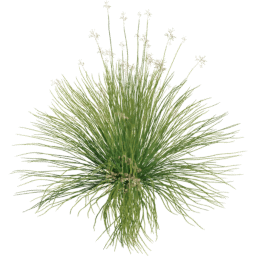 Panicum virgatum B spring