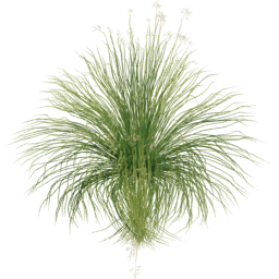 Panicum virgatum C spring