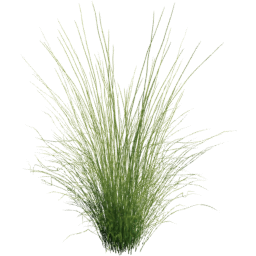 Panicum virgatum E spring
