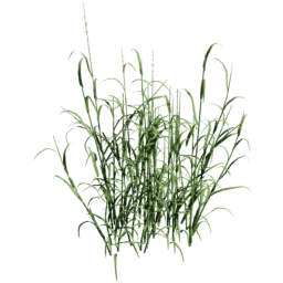 Phalaris arundinacea A spring