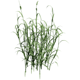 Phalaris arundinacea B spring