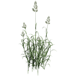 Phalaris arundinacea B summer autumn