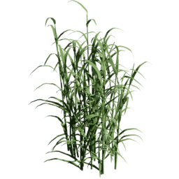 Phalaris arundinacea C spring
