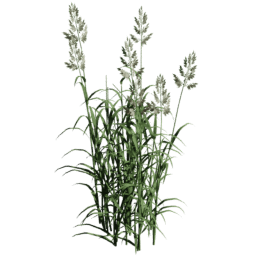 Phalaris arundinacea C summer autumn